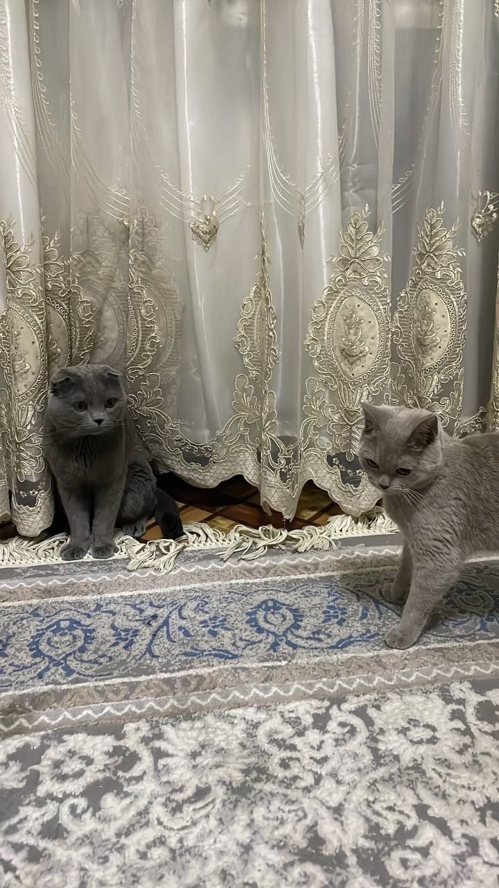 Мушук сотилади зотли