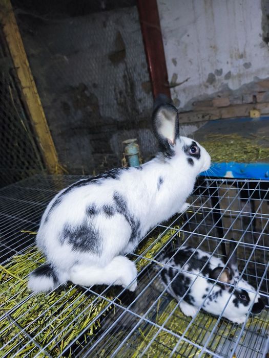 VândIepuri de casã