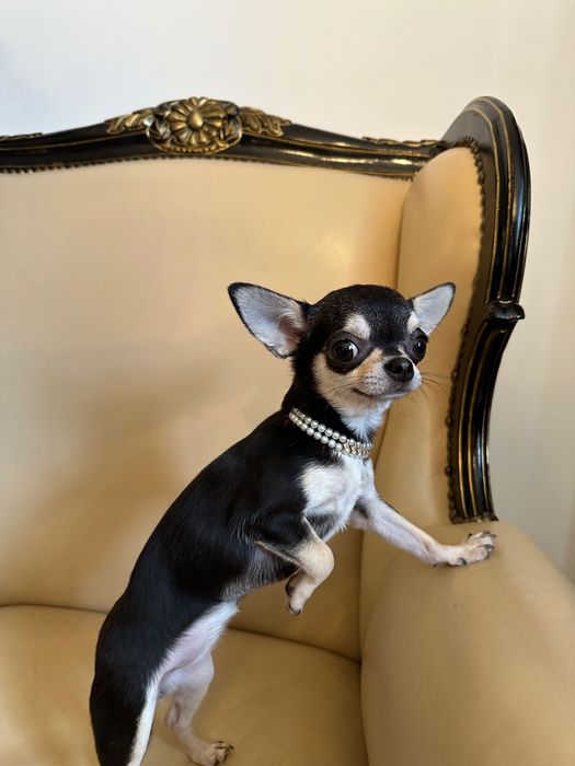 Чихуахуа висококачествено женско, на 7 месеца