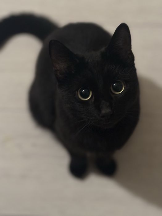 Отдам кота в добрые руки!!!