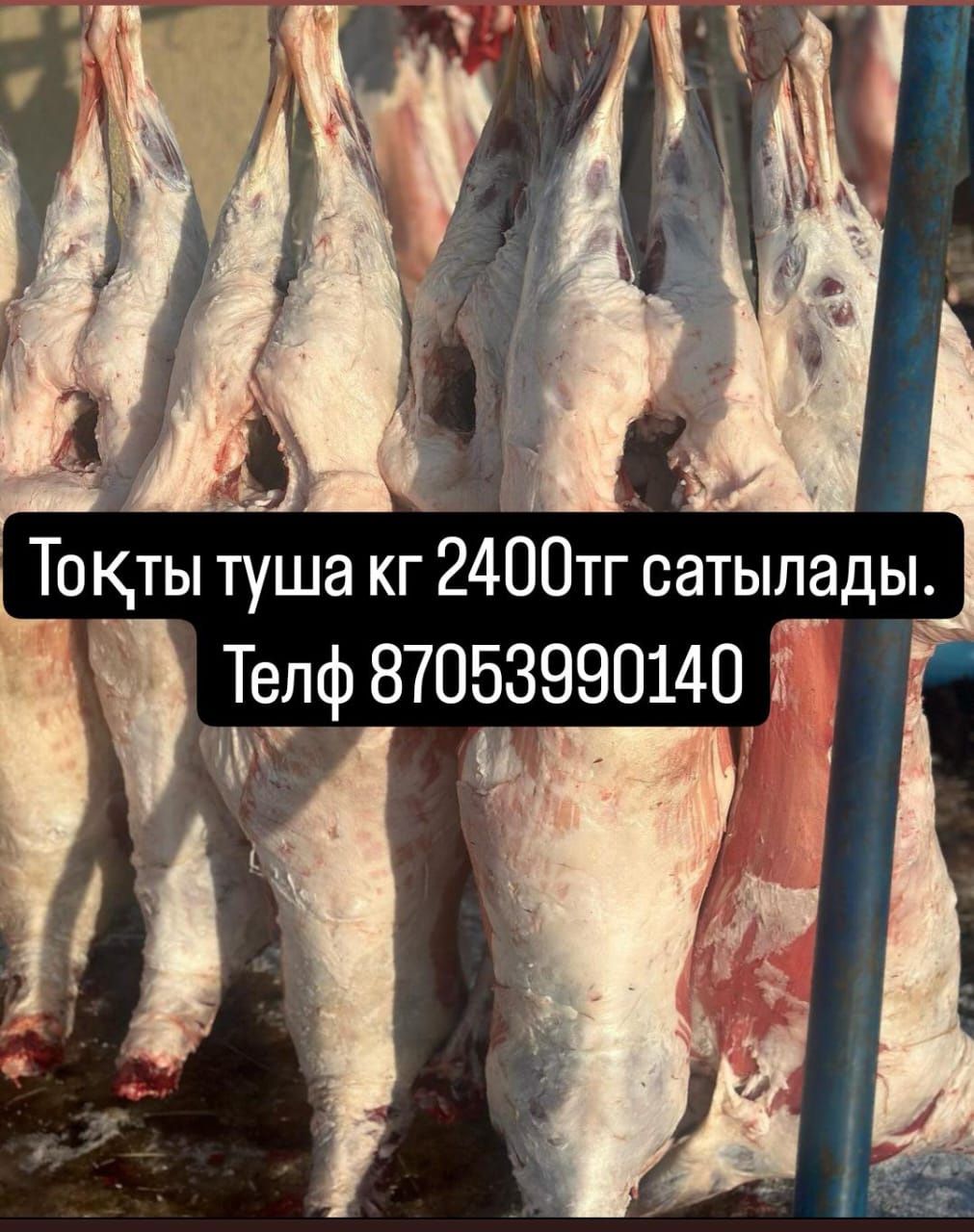 Ассалаумағалейкум ағайын Тоқты етін сатамын Туша кг2400тг