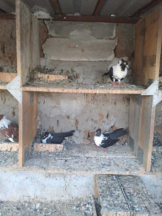 Гугутки и гълъби