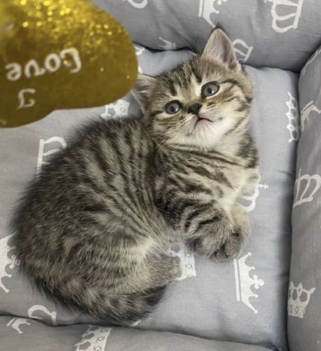 Золотистые Шотландские Котятки!