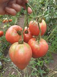 seminte tomate tip inima