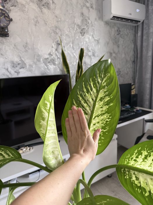 Дифенбахия крупного сорта