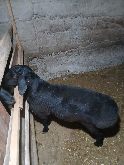 Boqma qochqorlar sotiladi