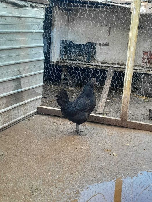 Pasari Brahma Ayam Cemani