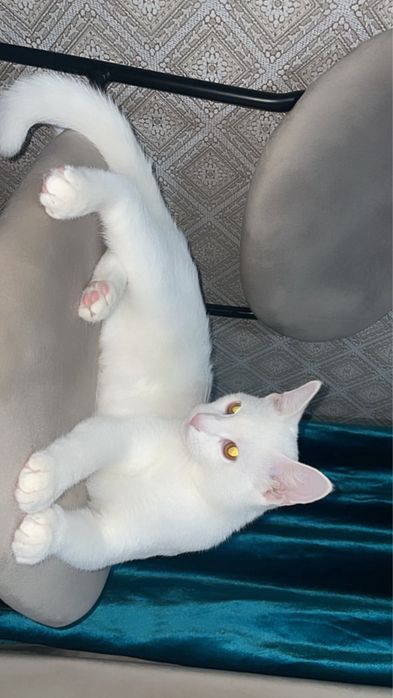 Кот отдам в хорошие руки