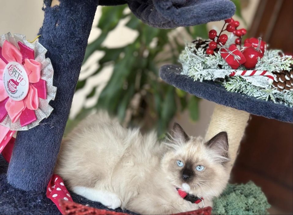 Регдол  / Ragdoll /  момче