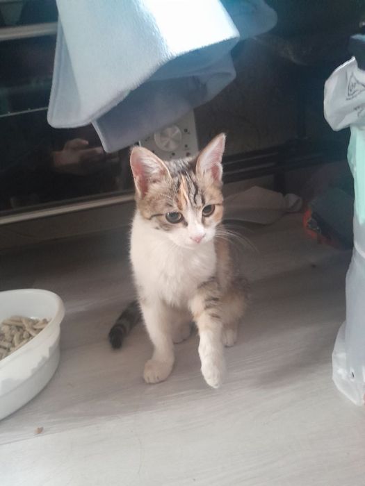 Mushukchalar yaxshi qollarga beriladi