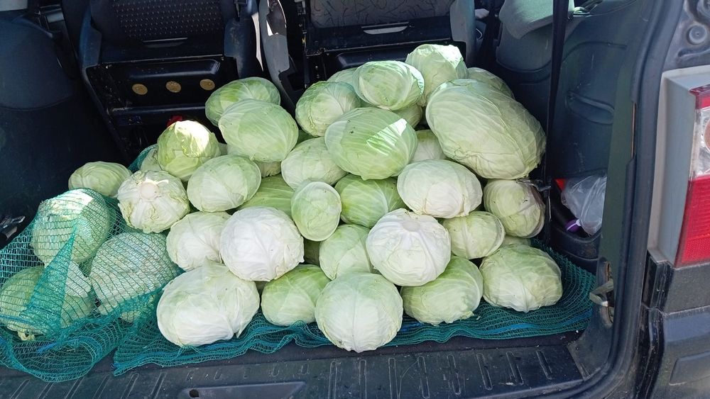 Varza  de toamnă pt murat sau de consum