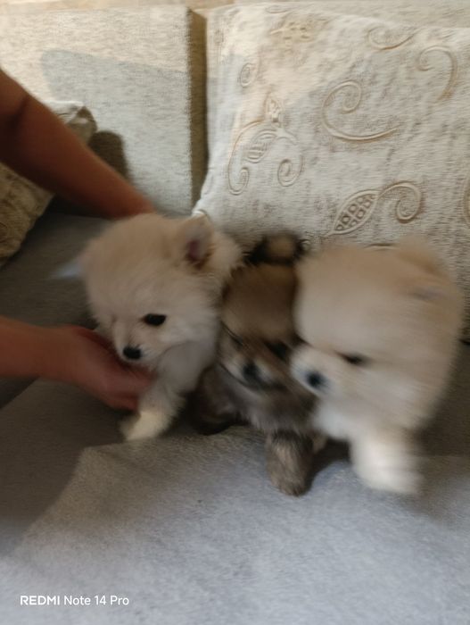 Продавам пумерани