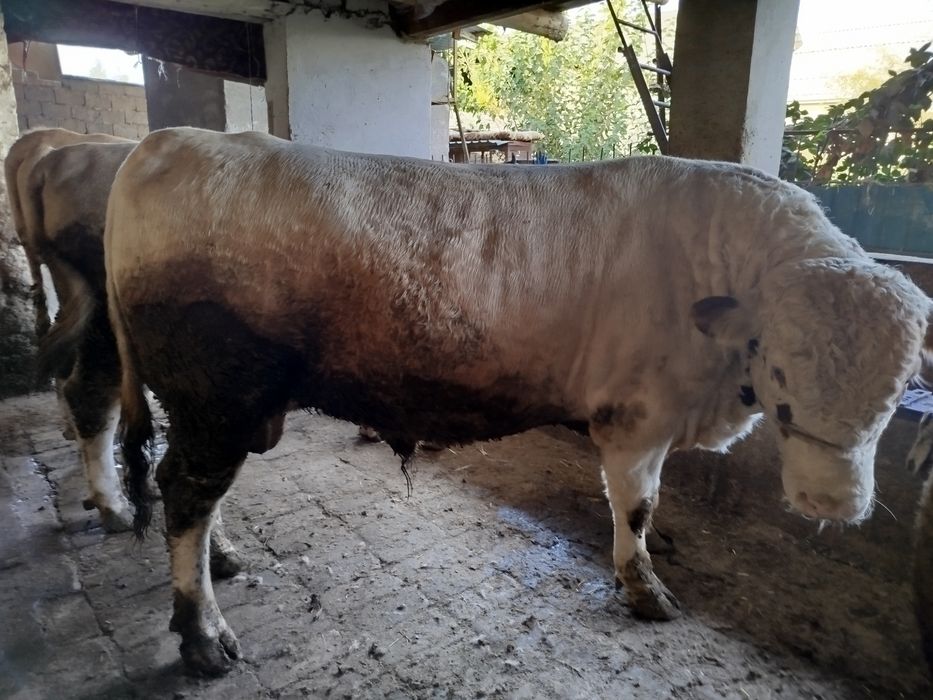 Ассаламу алейкум букалар сотилади Порода Авликол ,Сементал