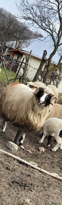 Berbec breaz din 2021