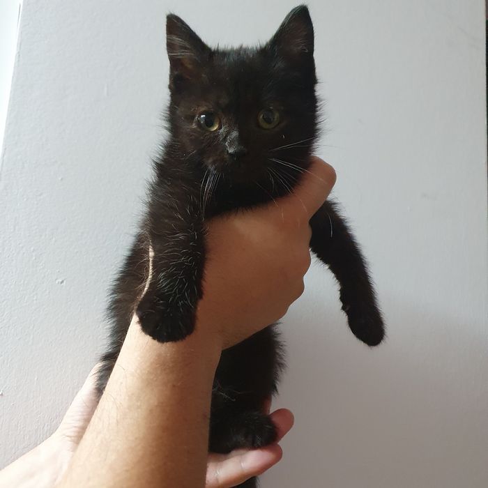 Adoptie pisica varsta 2 luni