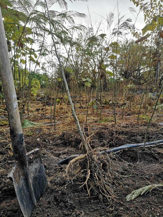 Албиция (Albizia)