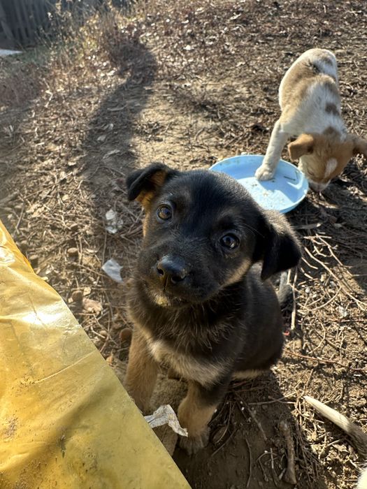 Щенок срочно ищет дом