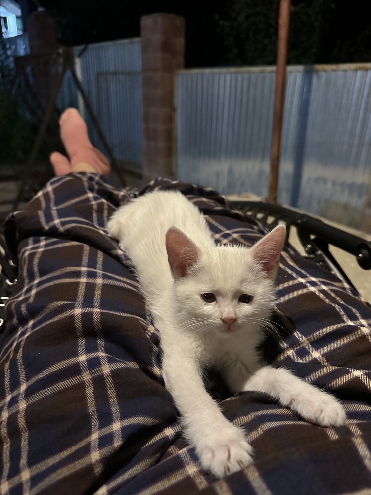 Котята бесплатно в добрые руки