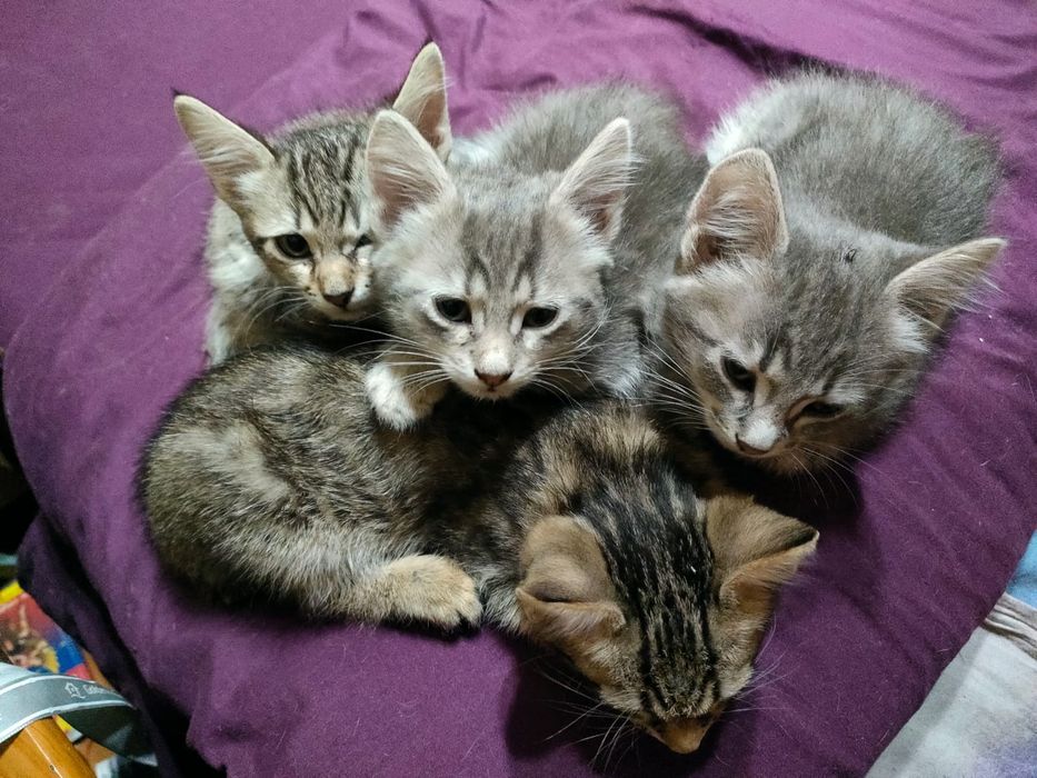 Пушистый подарок