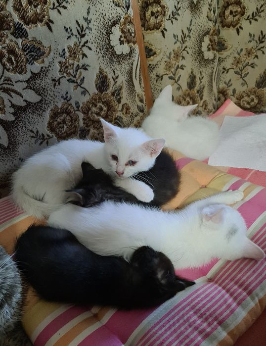 Ofer spre adoptie 7 pui de pisica.