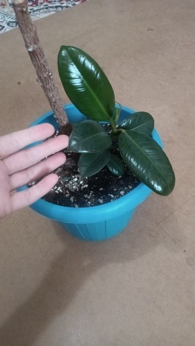 Фикус гүлі  10түрлі коспасы бар топырака егилген