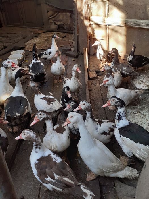 Мускусни  неми патици