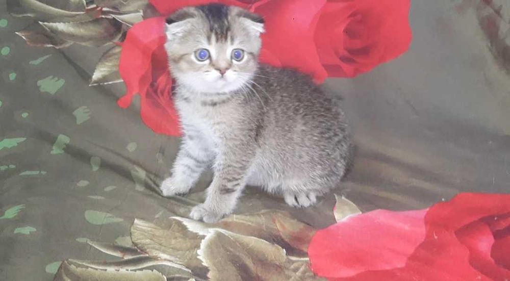 Золотой котенок девочка