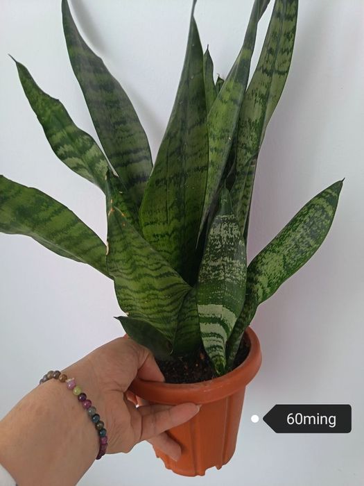 Hona gullari sotiladi