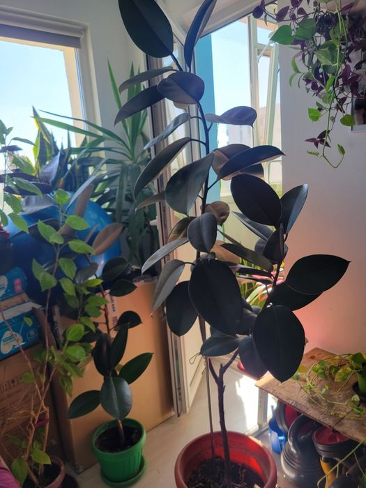 Vand plante verzi de apartament