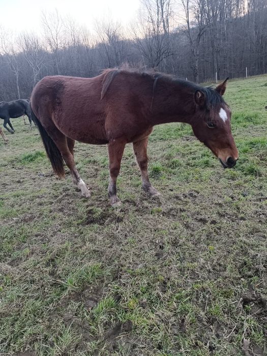 Vând mânza de 1 an