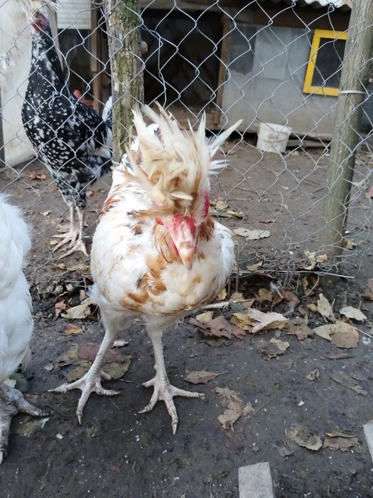Sandjak 2 găini și 2 cocosi