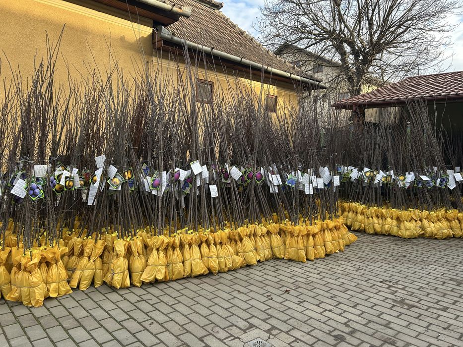 Vand pomi fructiferi ambalati