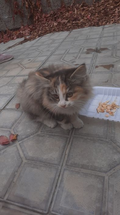 Кошечка пушистая, трехцветная