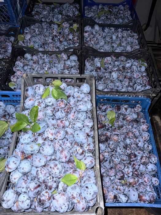 Vând prune Stanley proaspete pentru consum și industrializare