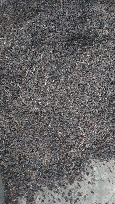 Mayiz otxodi  qo‘y va mollar  uchun yem o‘rnida