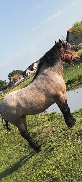 De vânzare iapă grea