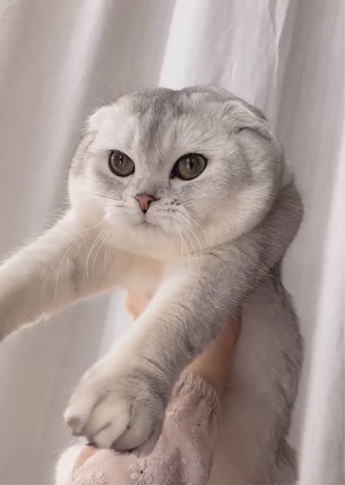 Вязка с шотландским шинлиллой