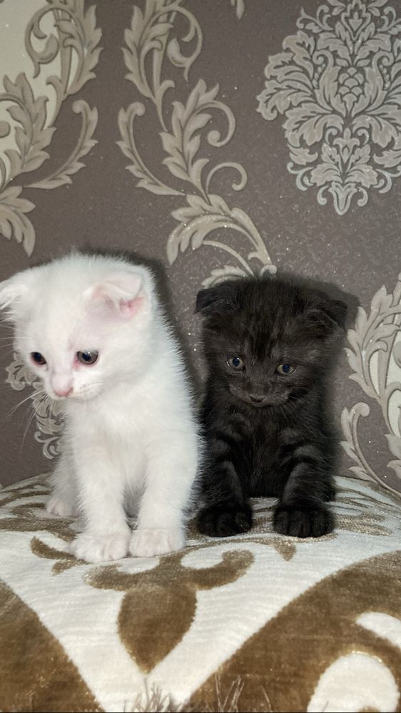 Пародистые кошки :белая кошка,черный кот!