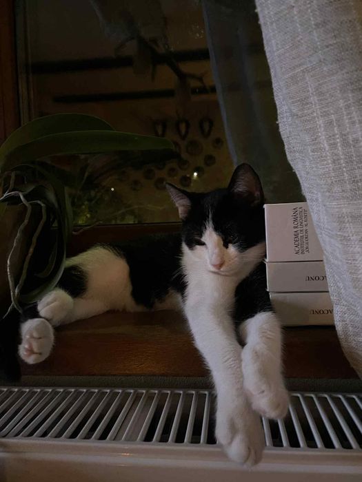 Ofer spre adoptie motan 5 luni