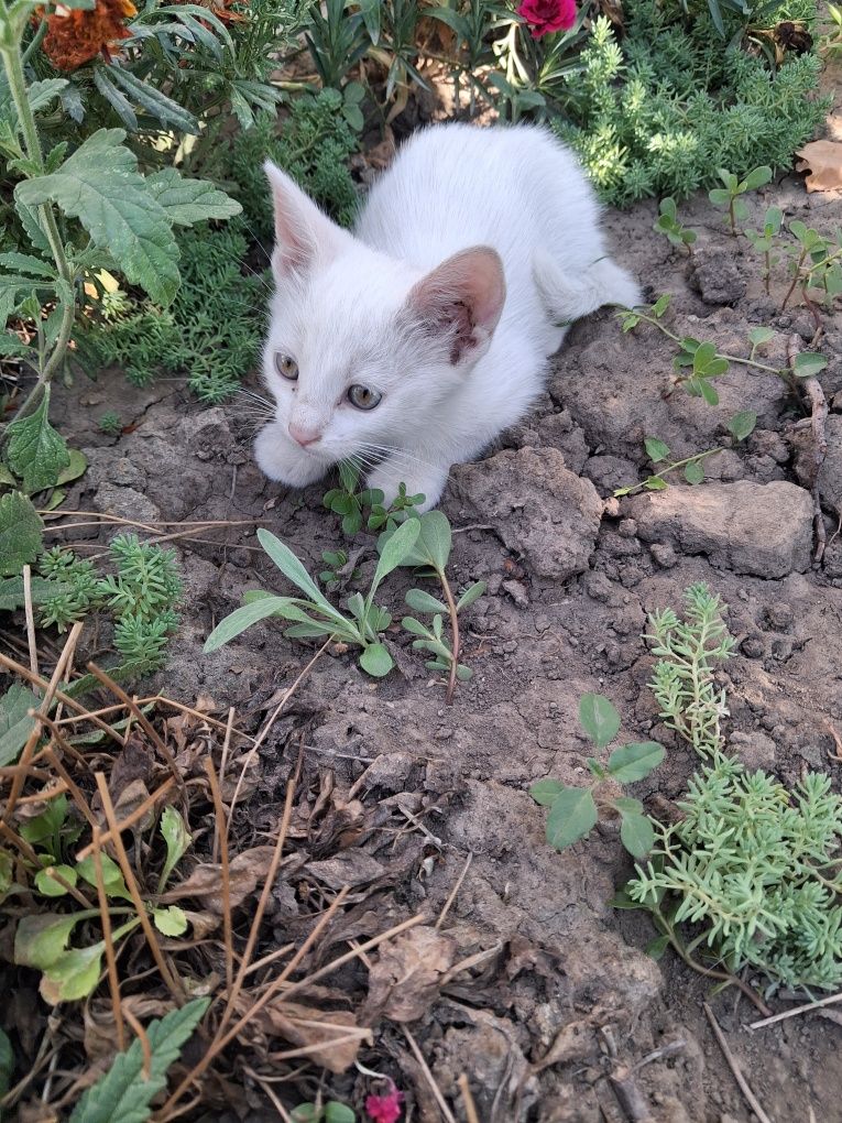 Подарявам котета