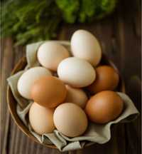 Ouă proaspete de gaină BIO