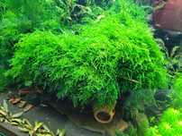 Vand MOSS ,plante de acvariu