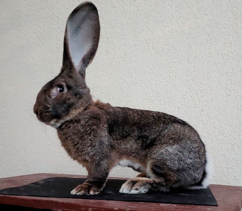 Iepuri uriași germani gri mascul și femele