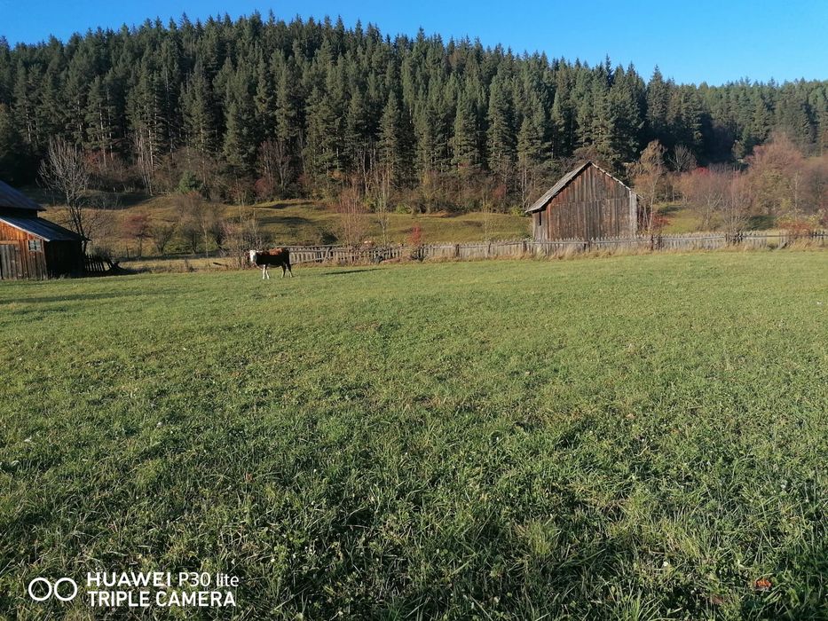 Teren de Vânzare in Sadova