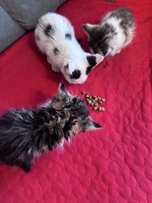 Отдам котят в заботливые руки