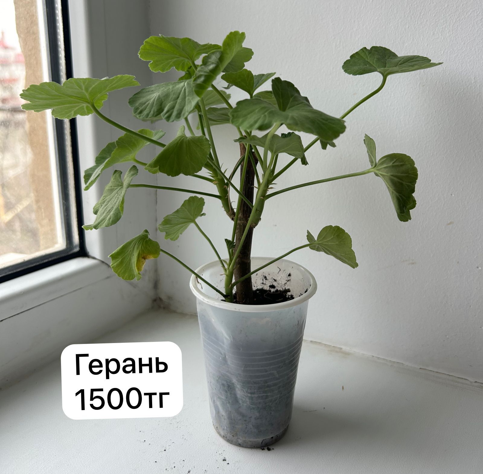 Продам герань пеларгония