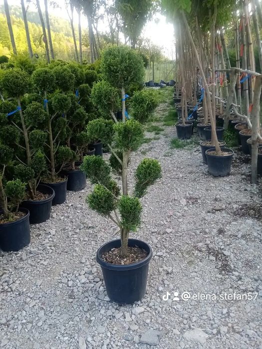 Vând plante ornamentale de cea mai buna calitate