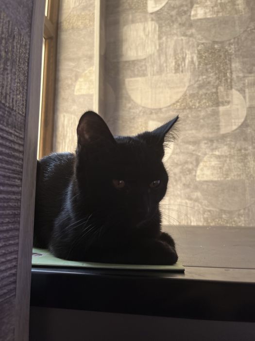 Uy_mushugi_4 oylik qora