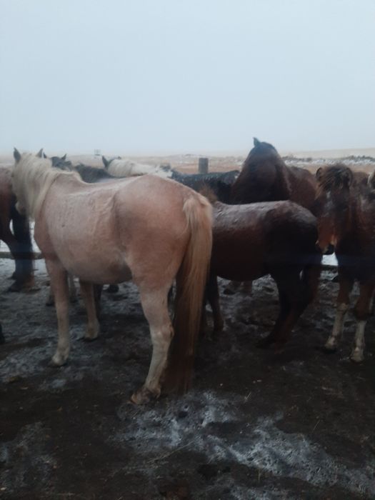 6 бас бие, 1 айғыр сатылады