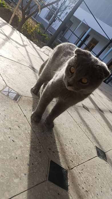 Ogil mushuk uy mushugi